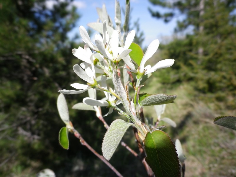 Un arbusto in fiore - Amelanchier ovalis Medik.